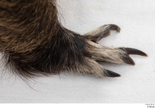 Nutria foot 0024.jpg